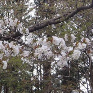 ヤマザクラ,樹木の画像