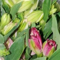 アルストロメリアの画像