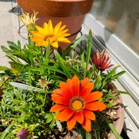 オダマキ,ガーベラ,ガザニア,ラナンキュラス,葉牡丹の画像