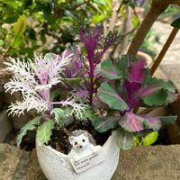 葉牡丹,ミニ葉牡丹,鉢植え,ガーデニング,ナチュラルガーデンの画像