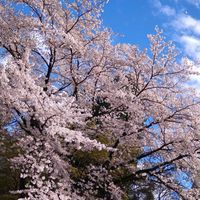 モミジ,ソメイヨシノ,ソメイヨシノ,イロハモミジ,イロハモミジの画像