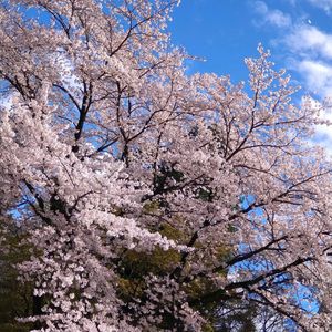 モミジ,ソメイヨシノ,ソメイヨシノ,イロハモミジ,イロハモミジの画像