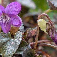 コデマリ,スイセン,黒葉スミレ,ラブラドリカ,水仙の画像