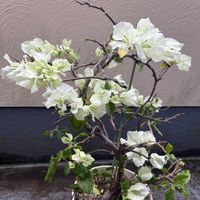 ブーゲンビレア,ブーゲンビレア　ブライダルピンク,ブーゲン　ビリア,鉢植え,楽しみ〜の画像