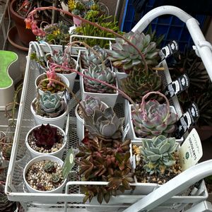 多肉植物,多肉中毒,ベランダ多肉,多肉の花芽の画像