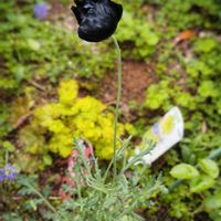 スパラキシス,チオノドクサ,八重咲き水仙 タヒチ,ブラックポピー黒花マジック,ブラックポピー黒花マジックの画像