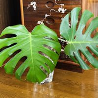 モンステラ,ありがとう♡,繋がりに感謝✨,バラと夢CLUBの画像