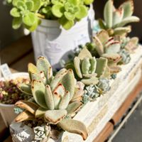 月兎耳,多肉植物,多肉寄せ植え,緑のある暮らし,成長が楽しみの画像