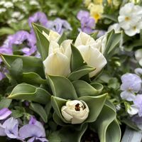 チューリップ,チューリップ カルガリー,チューリップ ホワイトバレー,寄せ植え,鉢植えの画像