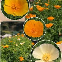 アジュガ,アジュガ,シャクナゲ,シャクナゲ,ネモフィラの画像