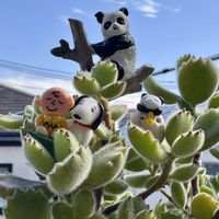 チューリップ,チューリップ,チューリップ,チューリップ,熊童子の画像