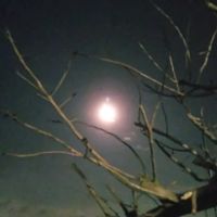 スイセン,ポポー,満月,ピンクワールド,木曜日は木の画像