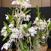 デンドロビウム,デンドロビウム ハーベヤナム,デンドロビウム ハーベヤナム,デンドロビウム　サクラガリ,デンドロビウム スプリングポエジー モナミの画像