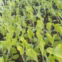 マリーゴールド,タチアオイ,サニーレタス,大葉 青しその画像