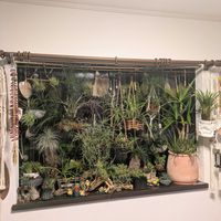 チランジア,テクトラム,アルボマルギナータ,観葉植物,塊根植物の画像