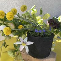 クラスペディア,クリスマスローズ,ベロニカ・オックスフォードブルーの画像