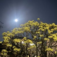 福寿草,サンシュ,イマソラ,幸せの黄色いお花,チーム岐阜の画像