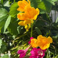 イチゴ,イチゴ,フリージア,家庭菜園,ベランダの画像