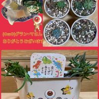 マツバギク,スプリングワンダー,プレーンアイス,可愛い,GSのみなさんに感謝♡の画像