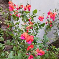 ライスフラワー,コリゼマ　コリダタム,コリゼマ　コリダタム,オージープランツ,チーム愛知の画像