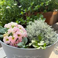 スターチス,ラナンキュラス,デンファレ,カロケファルス・シルバーブッシュ,プリムラ フリンジ咲きジュリアン モンシュシュの画像