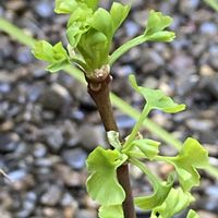 イチョウの画像