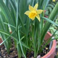 スイセン,ミニ水仙,水仙,ミニスイセン,フサザキスイセンの画像