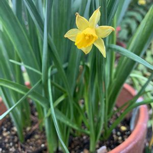 スイセン,ミニ水仙,水仙,ミニスイセン,フサザキスイセンの画像