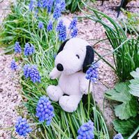 ムスカリ,ガーデニング,球根植物,ナチュラルガーデン,可愛い〜♡の画像