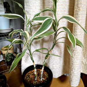 ミリオンバンブー,ドナセラ  サンデリアーナ,祈る震災復興,植え替え,花のある暮らしの画像