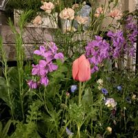 ストック,チューリップ,ラナンキュラスラックス,癒し,庭の画像