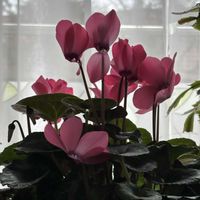 カランコエ,クリスマスローズ,シクラメン,ゼラニュウム,昼間の富士山の画像