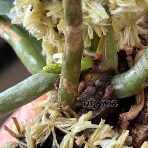 カトレア ノビリオール,デンドロビウム アフィラム,アスコセントラム アンプラセウム,アナベル ピコティーシャルマン,蘭、らん、ランの画像