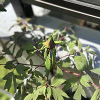 ボタン,牡丹,ガーデニング,山盛りごはんとしらすのガーデニング日記,庭の画像