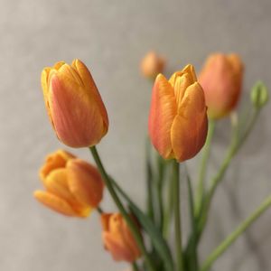 ガーデニング,花瓶,秋植え球根,ベルビレ,山盛りごはんとしらすのガーデニング日記の画像