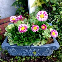 デージー,デージーキャンディポップ,寄せ植え,可愛い,庭の花の画像