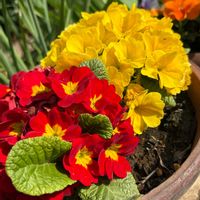 プリムラ　ジュリアンの画像