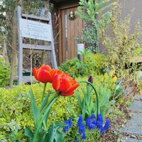 オリーブ,シャクヤク,チューリップ,ムスカリ,ユーカリ ポポラスの画像