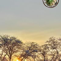 サクラ,サクラ,サクラ,サクラ,サクラの画像