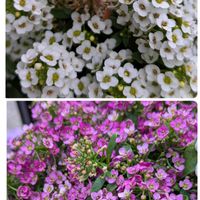 カロライナジャスミン,スイートアリッサム ,エリカファイヤーヒース,斑入りコロニラバレンティンナバリエガータ,盆栽木瓜の画像