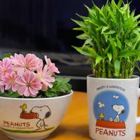 ミリオンバンブー,今日のお花,木曜モフモフ,木曜日は木,毎月2日はスヌーピーの日の画像