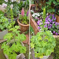 スカビオサ,デルフィニウム,エリンジウム,デルフィニウム オーロラ,種まきっ子の画像