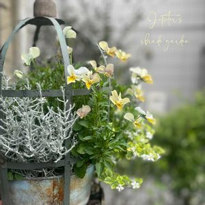 パンジー・ビオラ,すみれ図鑑,寄せ植え,ナチュラルガーデン,ジャンクガーデンの画像