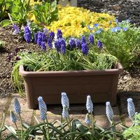 ムスカリ,パンジー,プリムラ　ジュリアン,パンジー ももこ,ネモフィラ・インシグニスブルーの画像