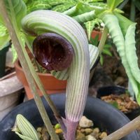 ムサシアブミ,ムサシアブミの画像