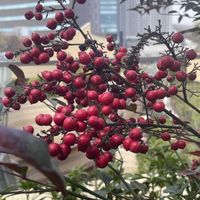 ナンテン,ガーデンネックレス横浜2026コンテストの画像