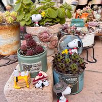 アロマティカス,アーモンドネックレス,センペルビウム ビトム,センペルビウム　ホットペッパーミント,ハンドメイドfumi fumiの画像