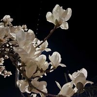 白木蓮,白い花,阪急沿線,夜に浮かぶ花,阪急京都本線沿線の画像