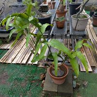 月下美人,熱帯植物,横浜の画像