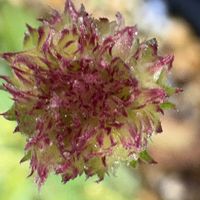 ミヤコワスレ,みやこわすれ,都忘れ（みやこわすれ）,山野草,緑の花の画像